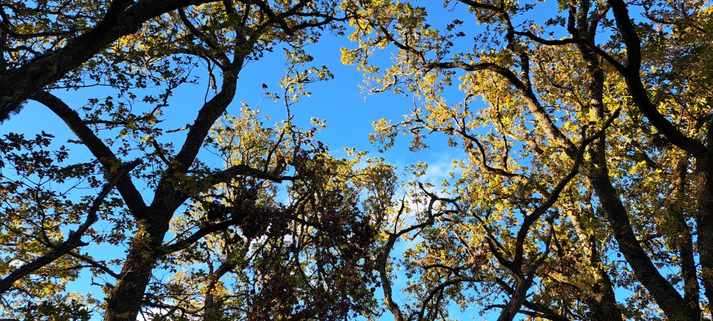 Photograph of tree branches from below, in the foreground against a blue sky